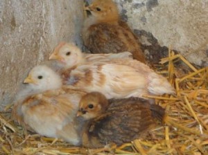poussin mollet