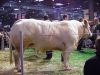 charolais