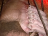 porecelet2
